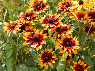 Yellow, orange-red and brown-coffee heart rudbeckia hirta 'Cappuccino' or Black-Eyed Susan 'cappuccino' or gloriosa daisy