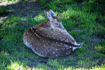 View of a fawn lying in the forest