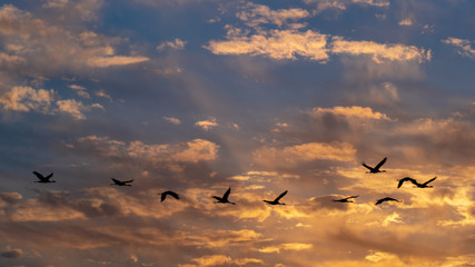 Kraniche am Abendhimmel
