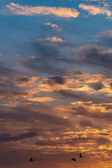 Kraniche am Abendhimmel