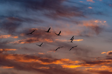 Kraniche am Abendhimmel
