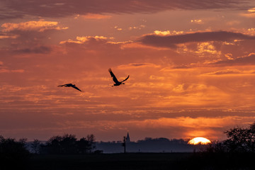 Kraniche am Abendhimmel