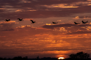 Kraniche am Abendhimmel