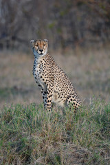 cheetah in the grass in Africa