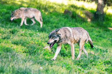 Portrait of a wolf in the nature © Warpedgalerie