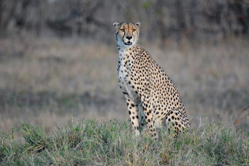 cheetah sitting up in the short grass