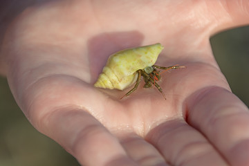 Hermit Crab Pagurus species with its shell on the palm. Rhodes Greece Europe