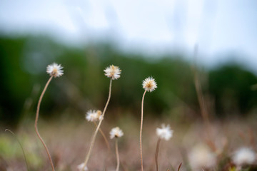Close up grass flower on mountain in sunny day.
