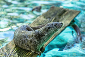 Portrait of an otter on a wooden board, in a river