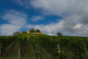Obraz premium Weinberg,Germany,9,2015; is a former municipality in the Unstrut-Hainich-Kreis district of Thuringia