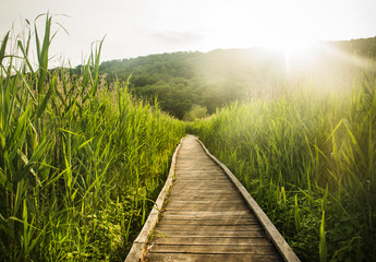 Appalachian trail in spring 