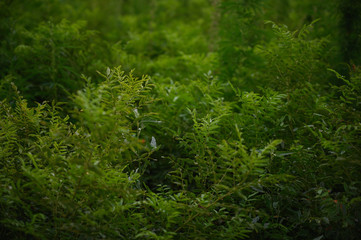 Green fresh plants grass closeup for background.