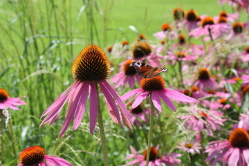 butterfly basks in the sun on a beautiful flower