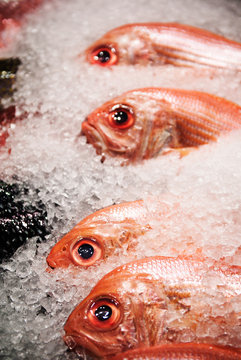 Red snapper fish at a fish market