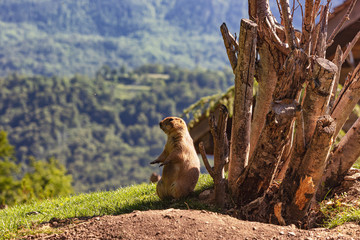Portrait of a groundhog in front of his burrow, preparing his hibernation