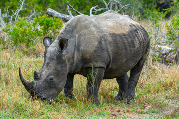 rhinoceros in Kruger Park