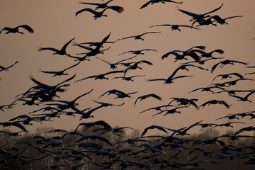 Kraniche beim Frühjahrszug