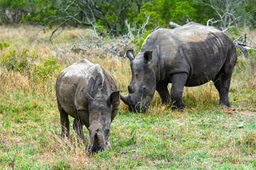mother and baby Rhino in Kruger National Park South Africa