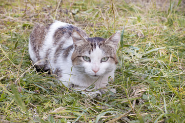 White with tabby spots cat on grass background