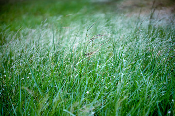 Close up grass flower on mountain in sunny day.