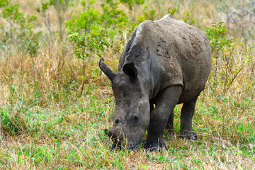 Fototapeta na wymiar Baby rhinoceros in Kruger Park, South Africa 
