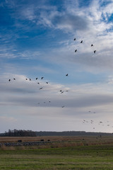 Obraz premium Kraniche im Flug