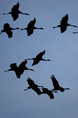 Kraniche im Flug