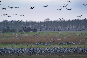 Kranichrast in Mecklenburg Vorpommern