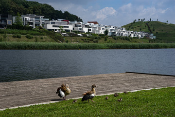 Natur am Phoenix-See Dortmund