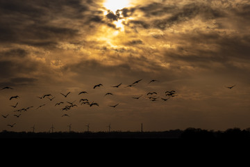 Kraniche am Abendhimmel