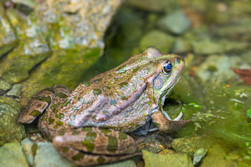 Macro photo Nature amphibian lake frog sitting on the water.