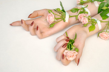 beautiful female hands with pink rose flowers isolated. concept