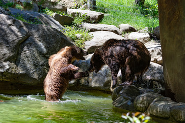 Fototapeta na wymiar Two brown bears fighting in the river