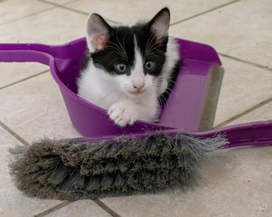 Cute little kitty in a dustpan
