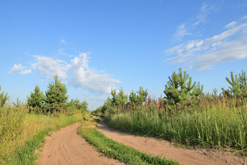 view of a dirt road in the middle of a young pine forest on a summer day
