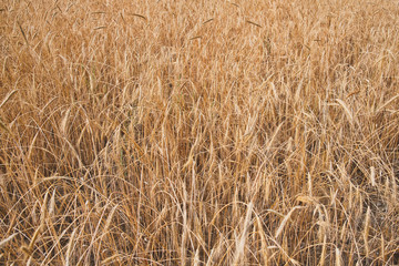 Wheat field. Ears of golden wheat close up. Background of ripening ears of meadow wheat field