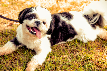 Fototapeta premium dog, animal, pet, nature, canine