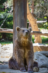 Fototapeta premium Brown bear sitting in front of a tree