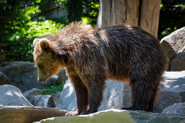 Naklejka na ściany i meble Brown bear cub portrait