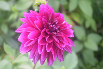 Dahlia flower in my garden