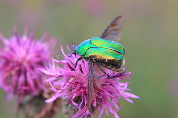 beetle on a flower (Cetonia aurata) 
