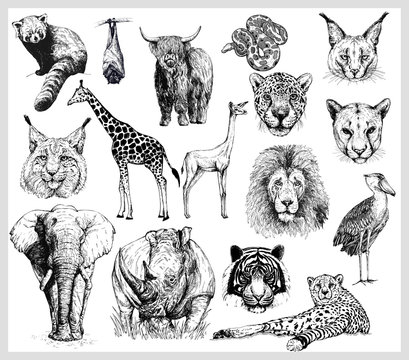 Big set of hand drawn sketch style wild animals isolated on white background. Vector illustration.