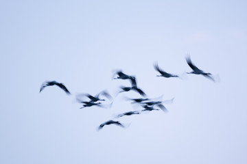 Kraniche im Flug