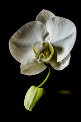 Naklejka na ściany i meble fotografía de una orquídea sobre un fondo negro con pétalos blancos junto a otra que aún no floreció