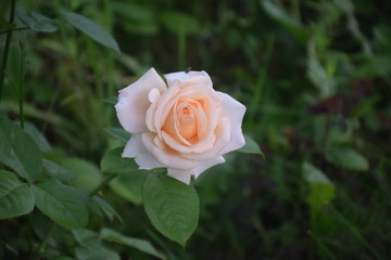 beautiful rose in my garden