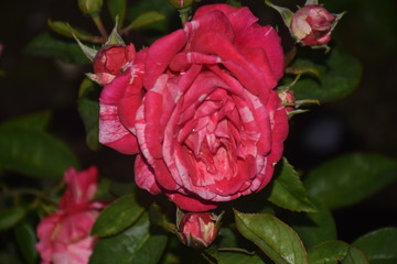 beautiful rose in my garden