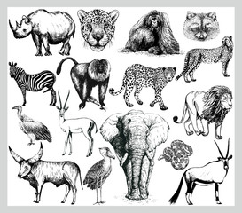 Big set of hand drawn sketch style wild animals isolated on white background. Vector illustration.