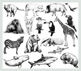 Big set of hand drawn sketch style wild animals isolated on white background. Vector illustration. © Ecaterina Sciuchina