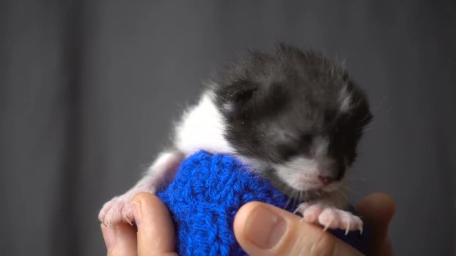 Gray newborn kitten in woman hands