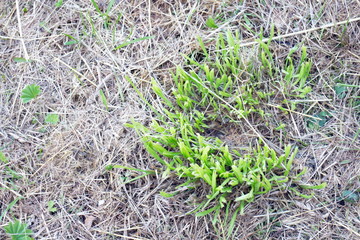 mowed dry and green grass